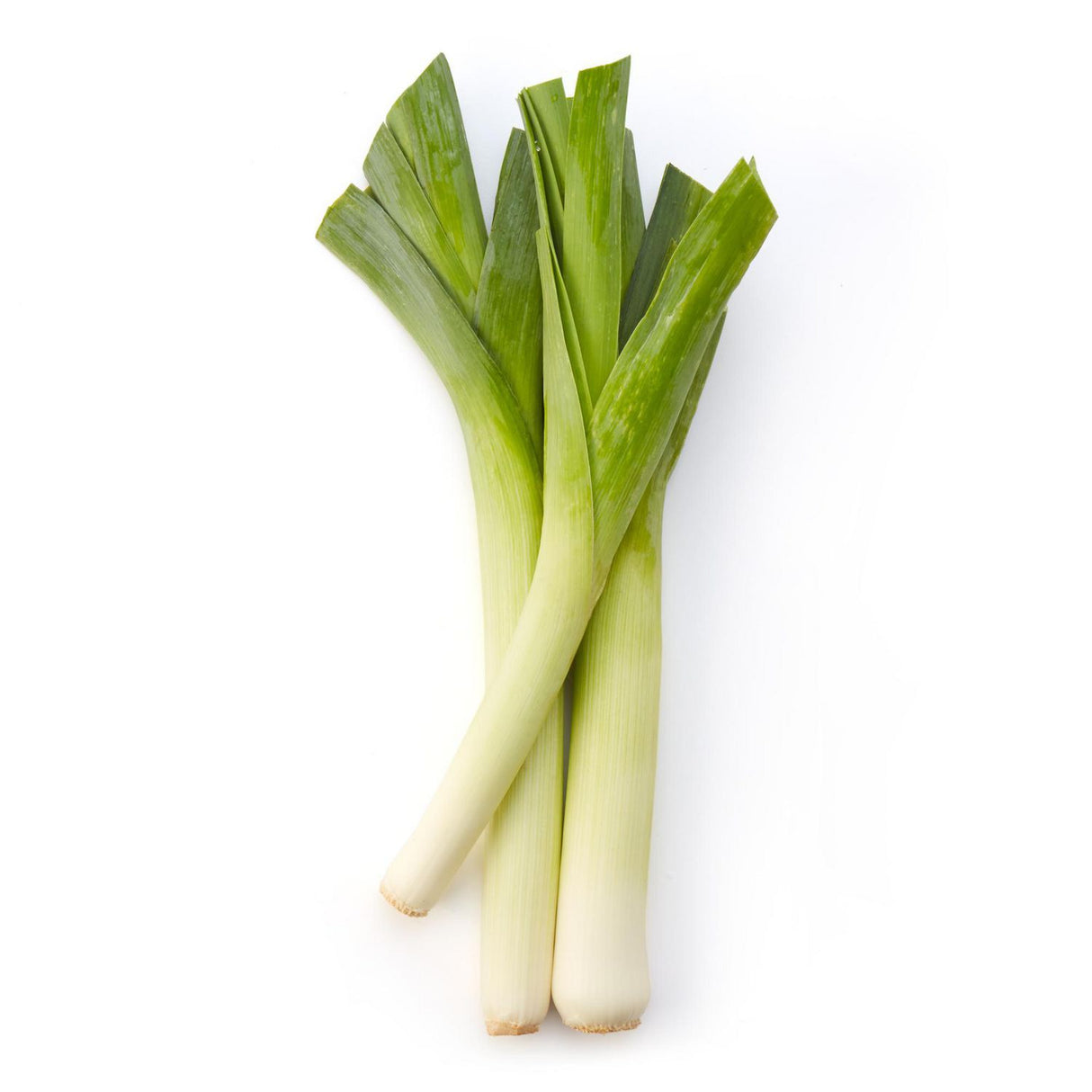 Leek [CASE]