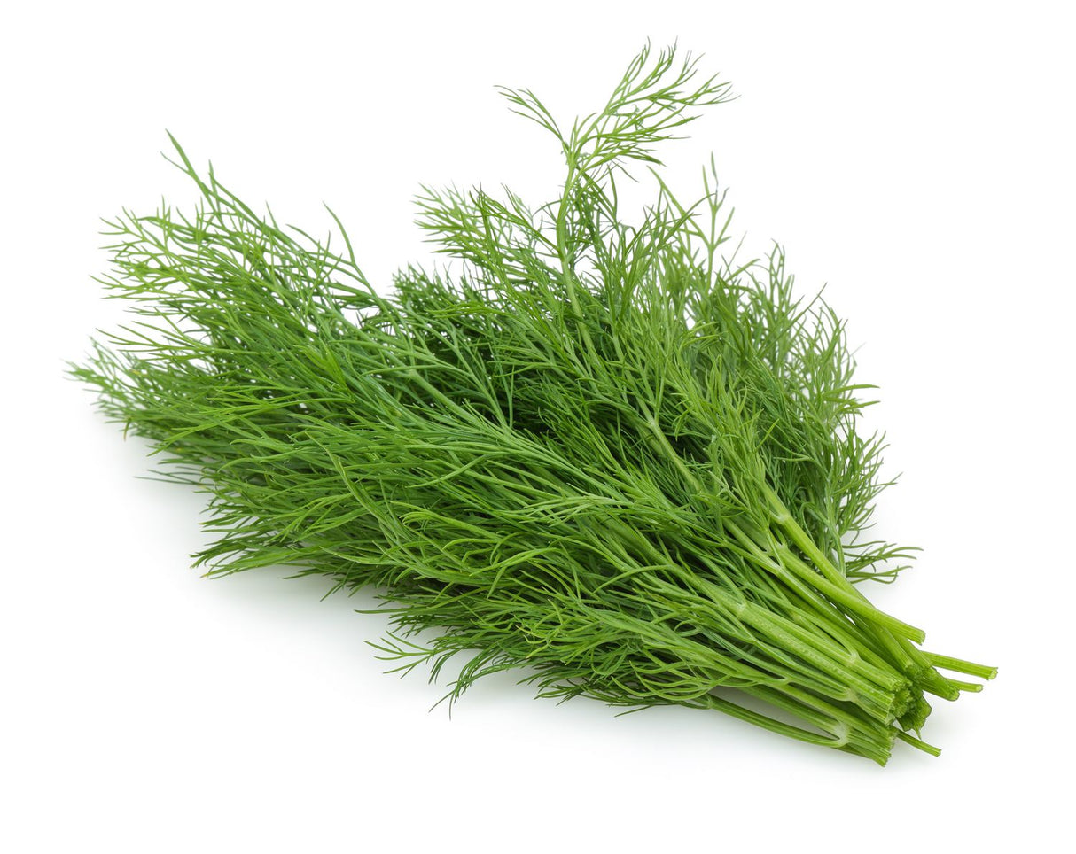 Fresh Dill, 12 Count