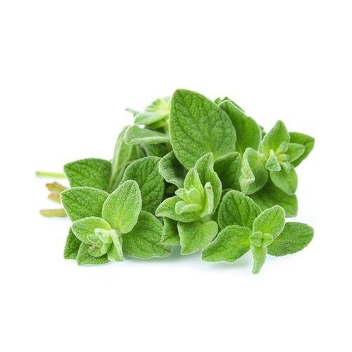 Fresh Oregano, 12 Count