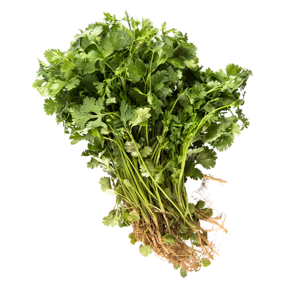 Fresh Cilantro (Corriander)